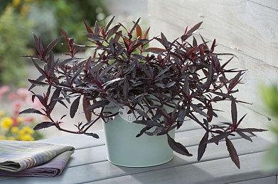 《永恒天空》正式版计划年内发售 主机平台由PS5独占