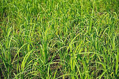 空欢喜一场：曝RTX 4080＆4090无缘PCIe 5.0