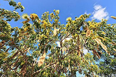 《黎明行者之血》角色介绍：男主科恩和吸血鬼头领Brencis